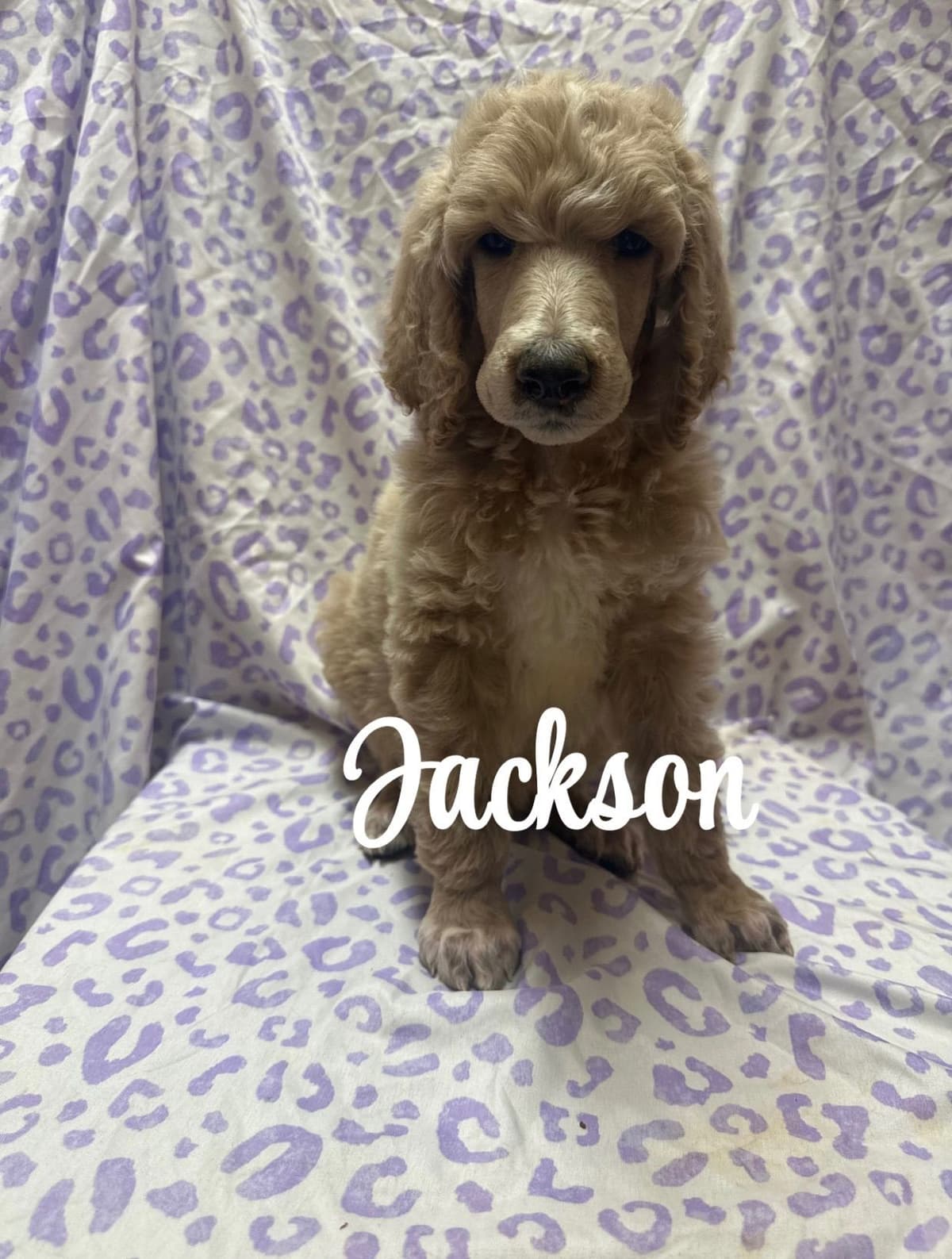 Poodle Puppies breeder image 10
