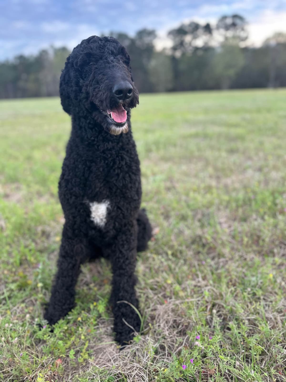 Poodle Puppies breeder image 13