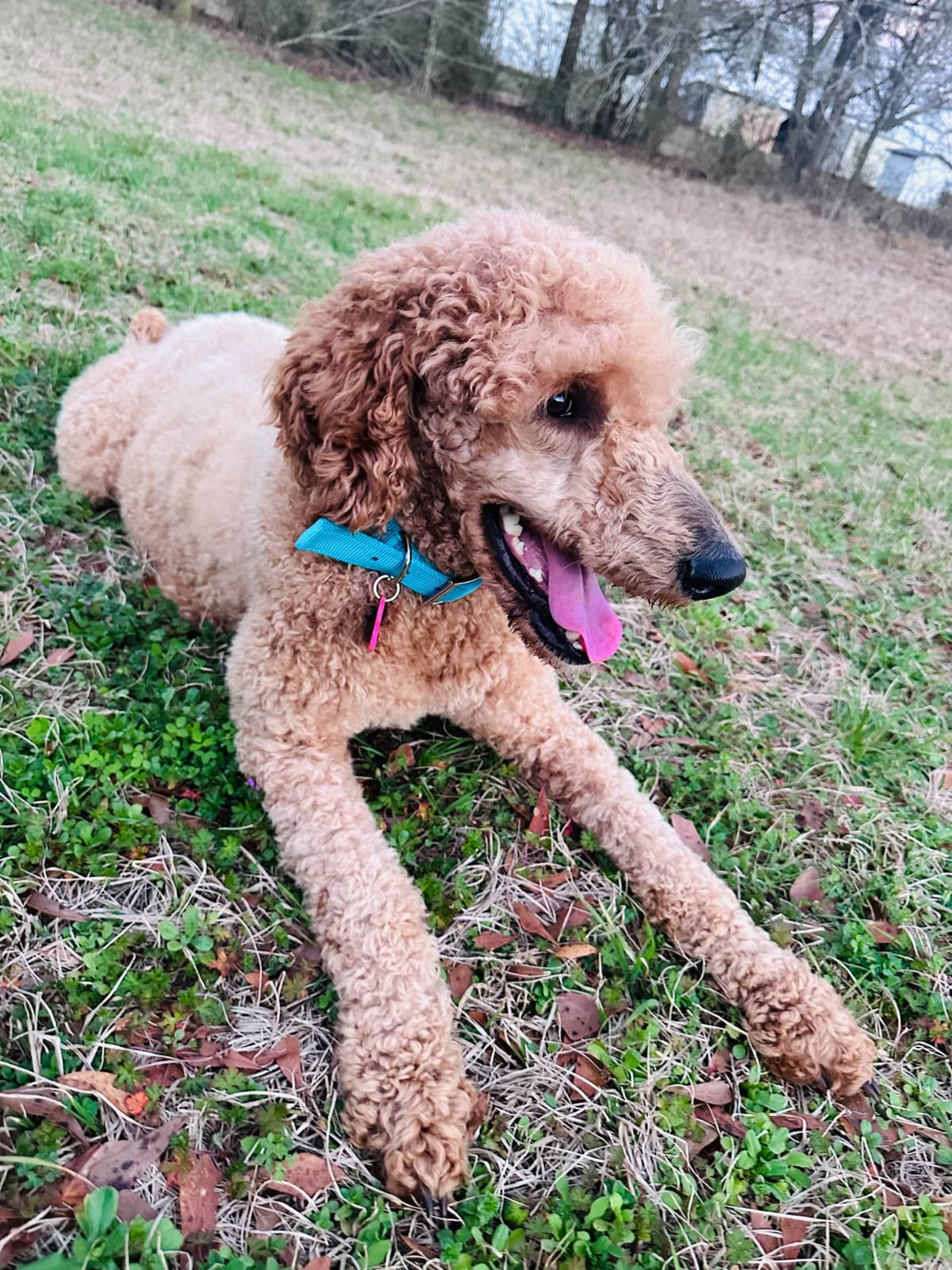Poodle Puppies breeder image 14