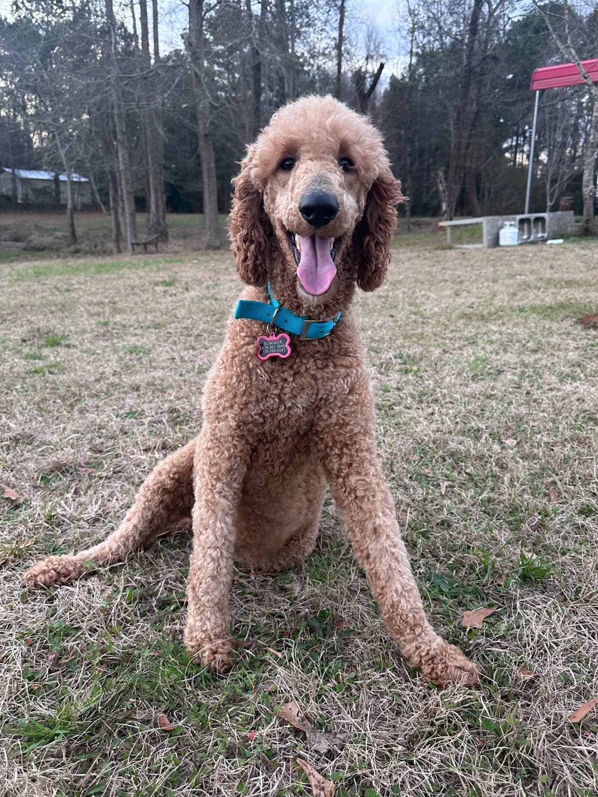 Poodle Puppies breeder image 15