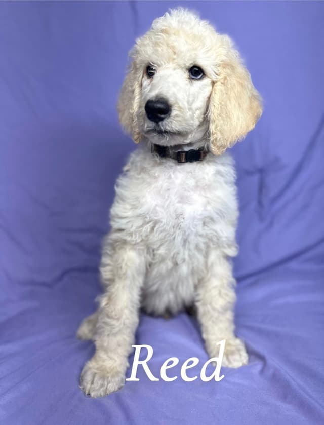 Poodle Puppies media 2