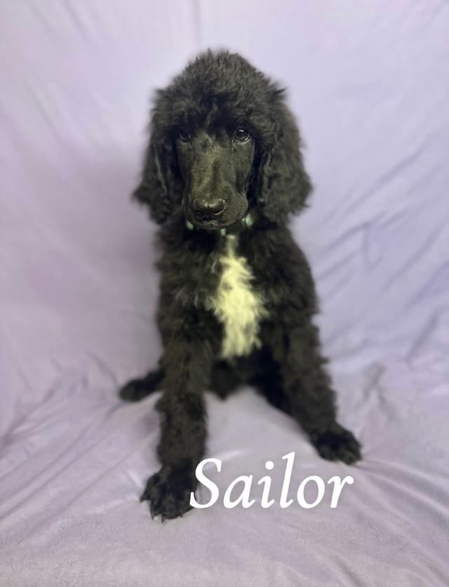 Poodle Puppies media 4