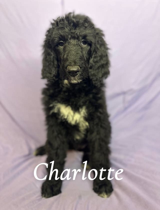 Poodle Puppies media 5