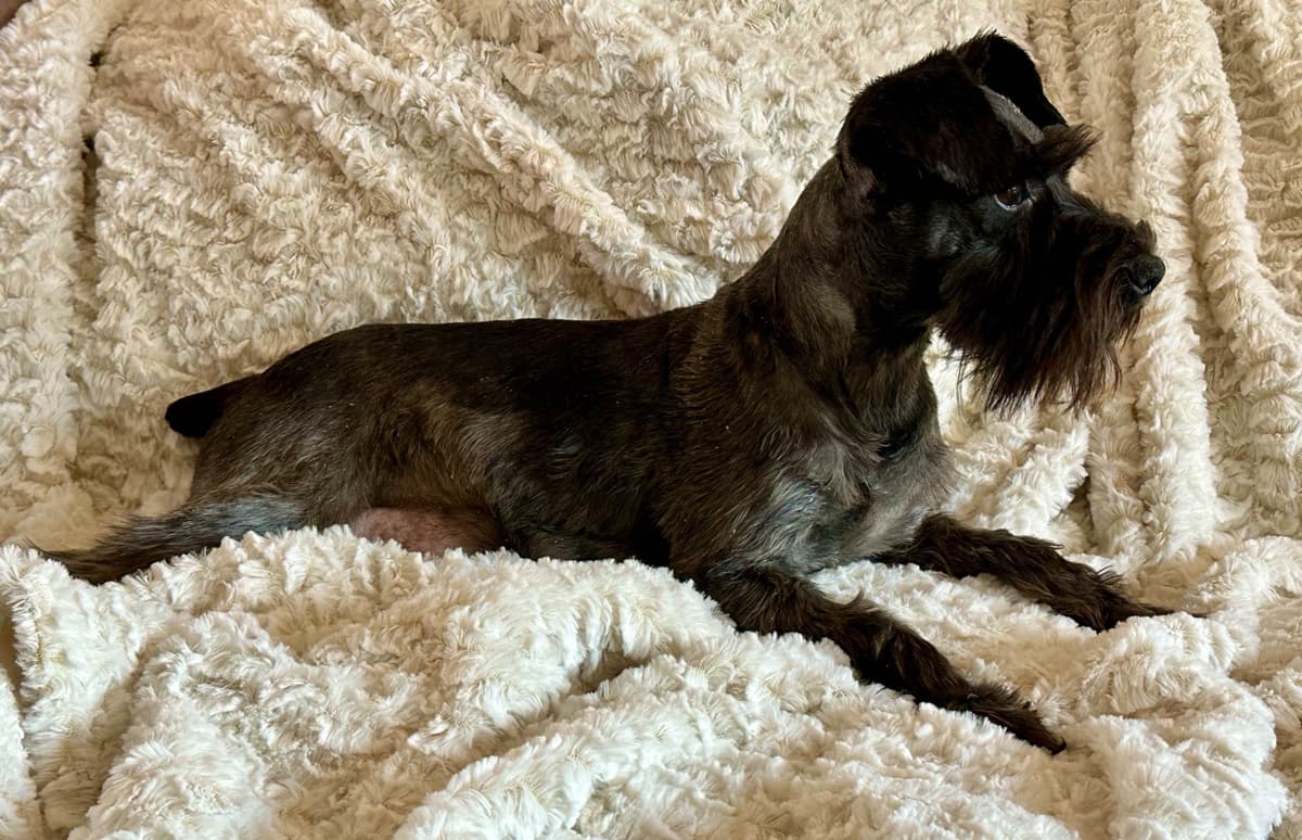 Miniature Schnauzer Puppies breeder image 8