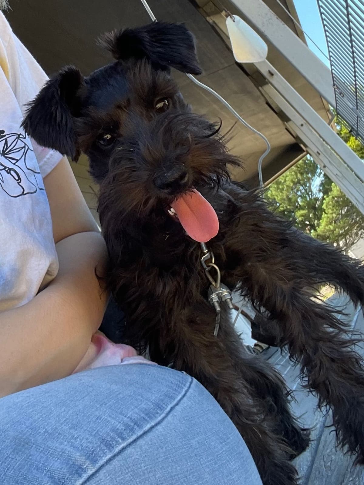 Miniature Schnauzer Puppies breeder image 7