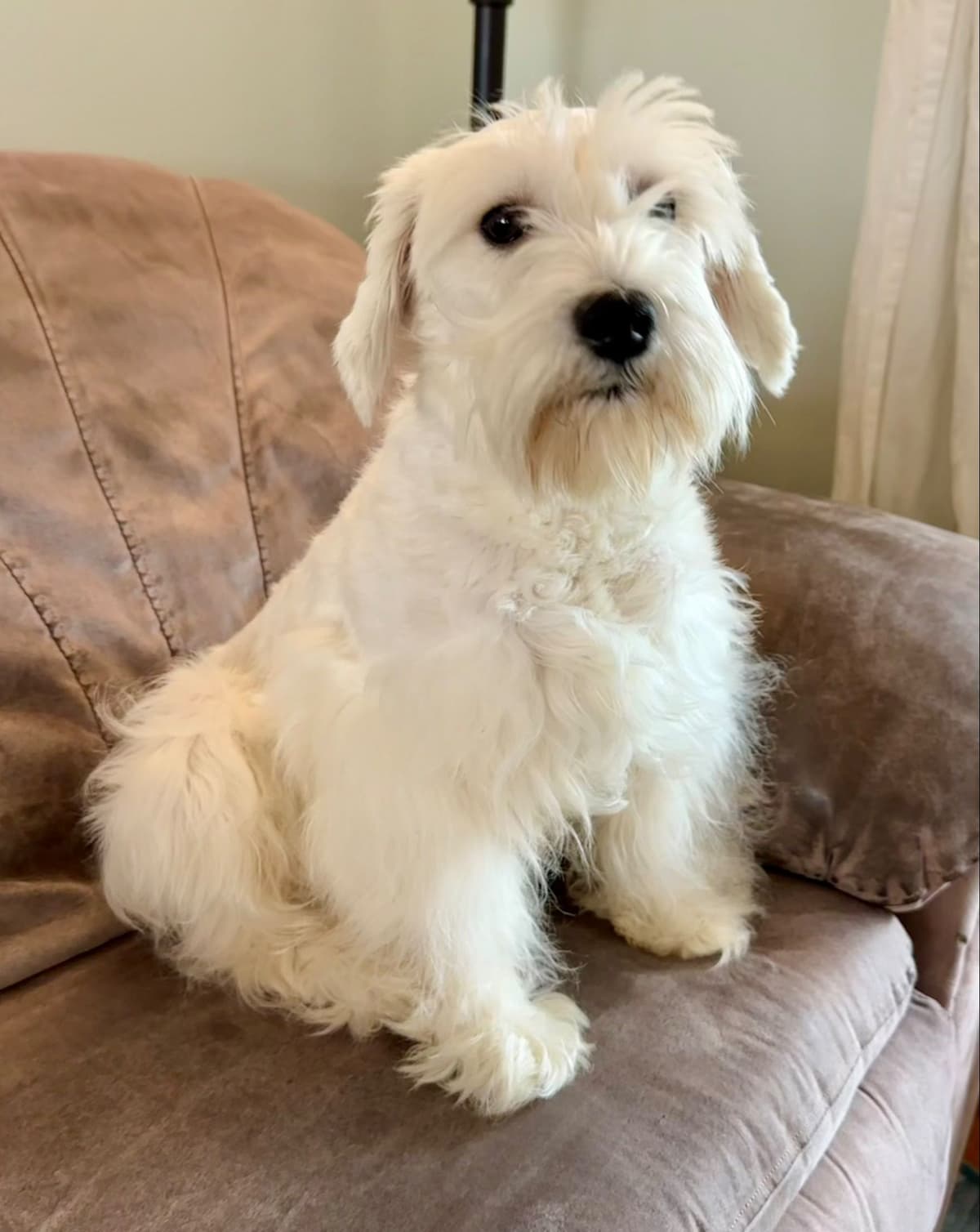 Miniature Schnauzer Puppies breeder image 6