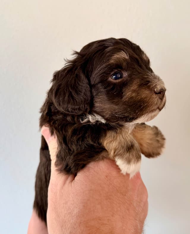 Miniature Schnauzer Puppies media 3
