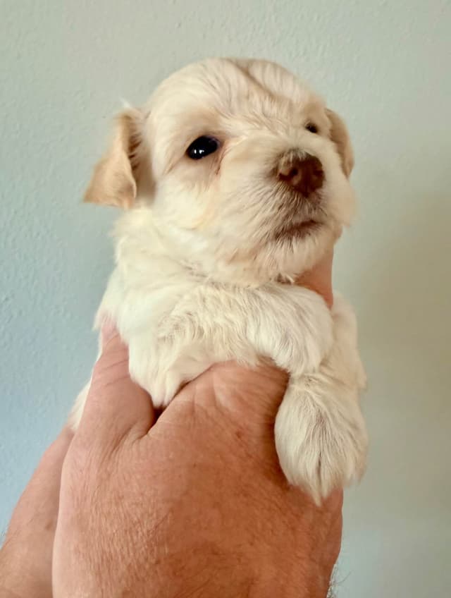 Miniature Schnauzer Puppies media 4