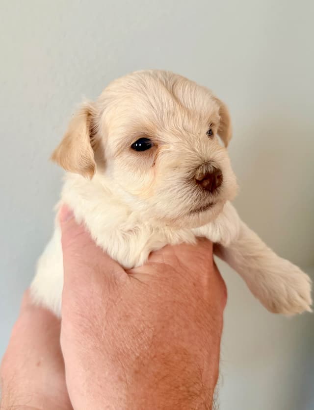 Miniature Schnauzer Puppies media 5