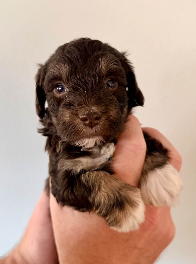 Miniature Schnauzer Puppies media 8
