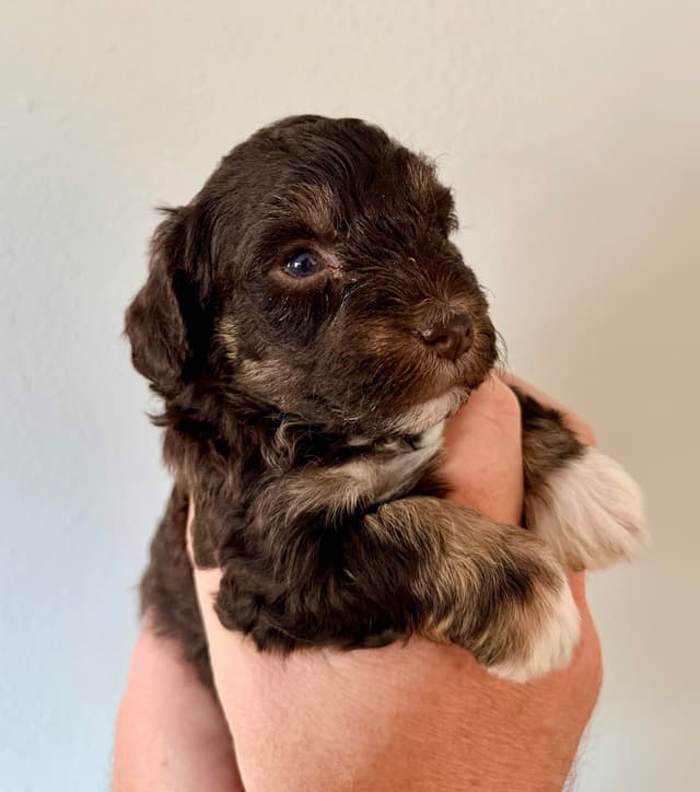 Miniature Schnauzer Puppies media 9