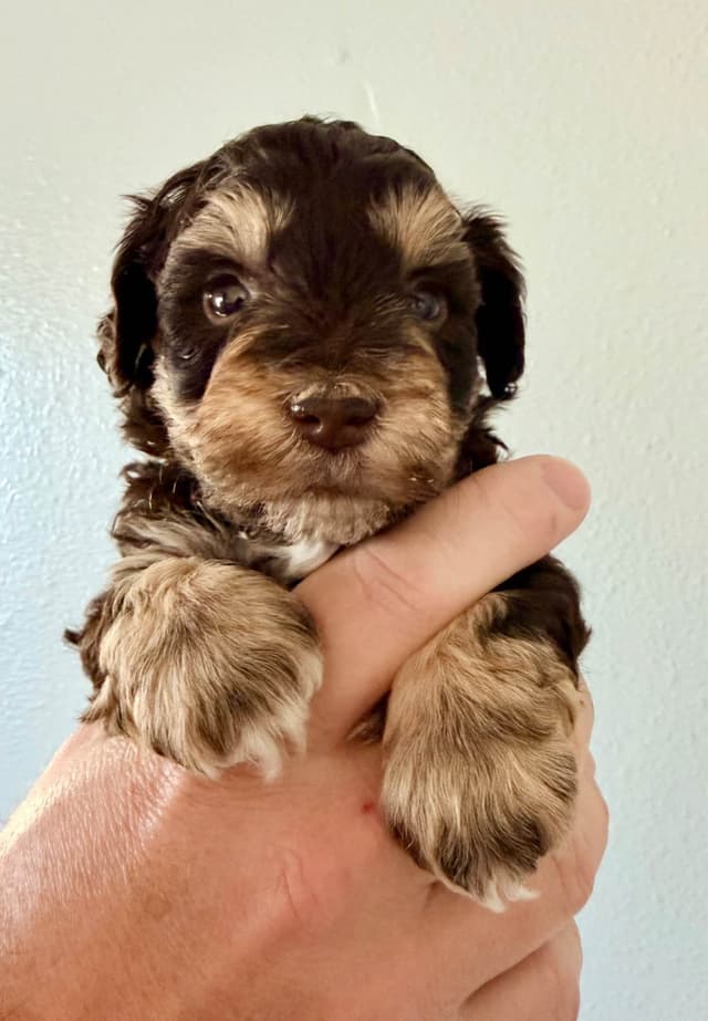 Miniature Schnauzer Puppies media 10