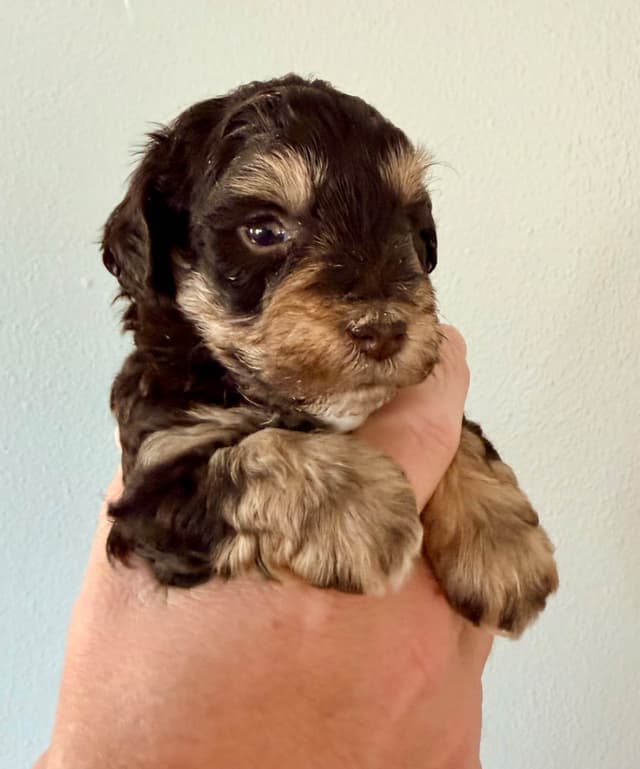 Miniature Schnauzer Puppies media 11