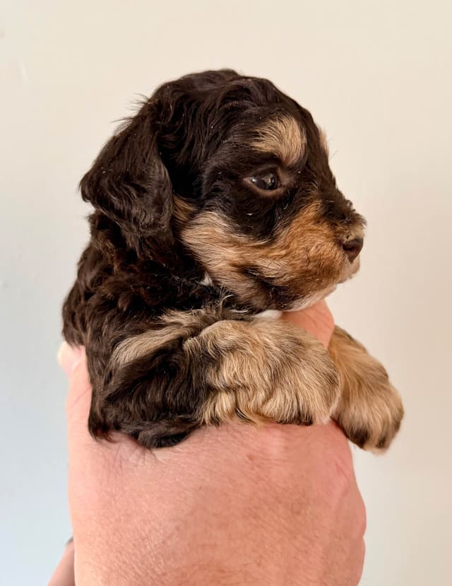 Miniature Schnauzer Puppies media 12