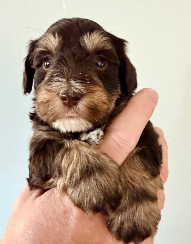 Miniature Schnauzer Puppies media 13