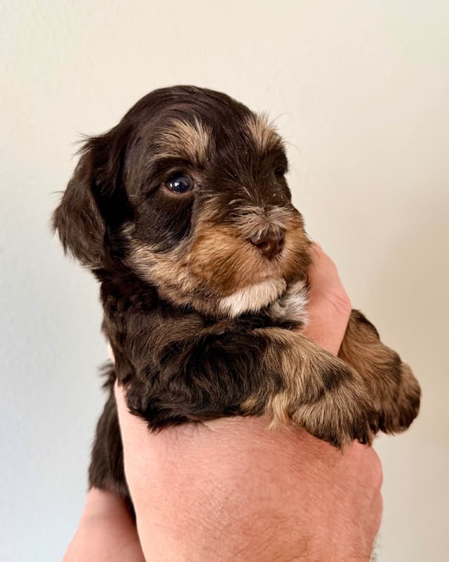 Miniature Schnauzer Puppies media 15