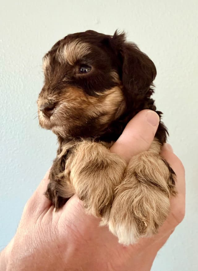 Miniature Schnauzer Puppies media 16