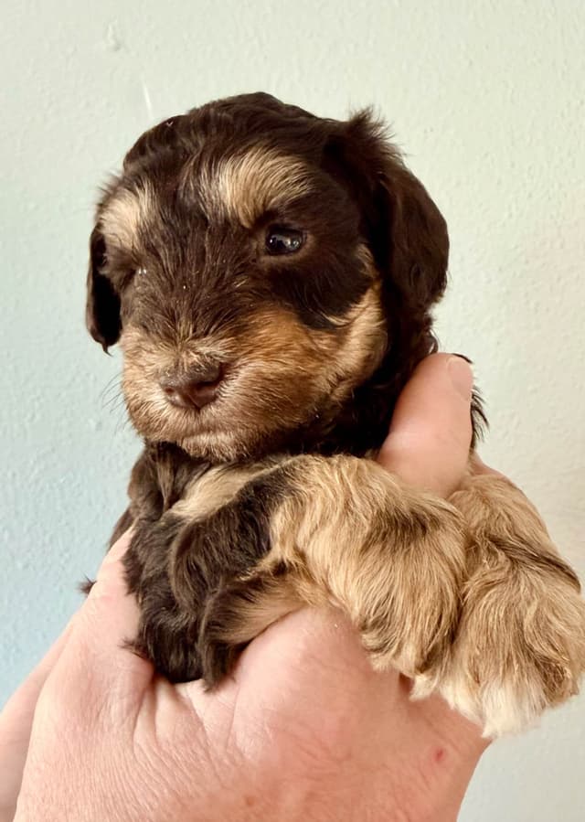 Miniature Schnauzer Puppies media 17
