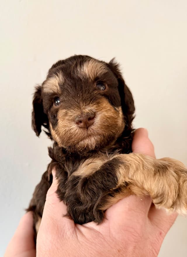 Miniature Schnauzer Puppies media 18