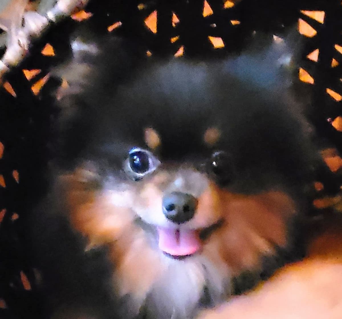 Pomeranian Puppies breeder image 1