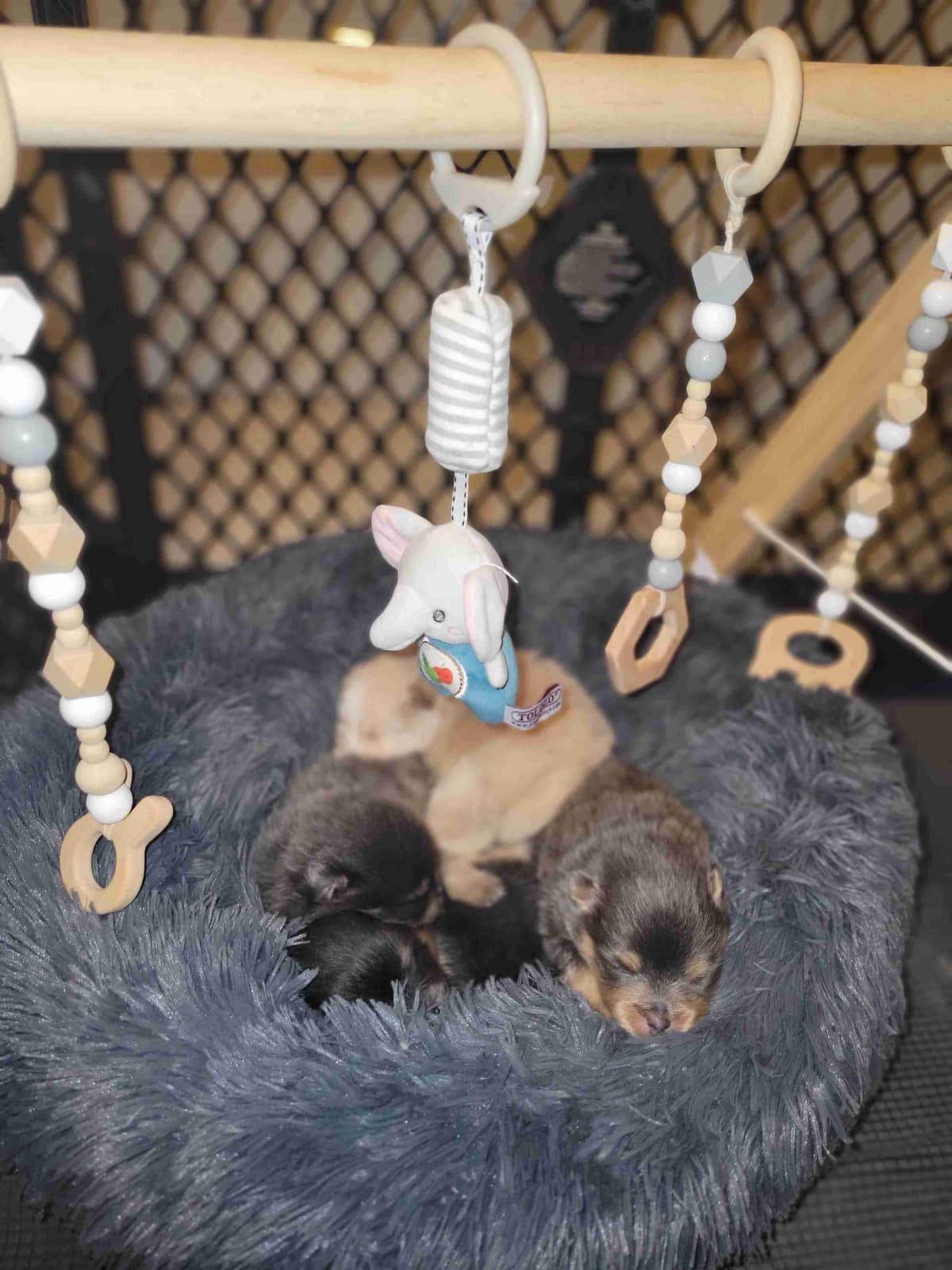 Pomeranian Puppies breeder image 2