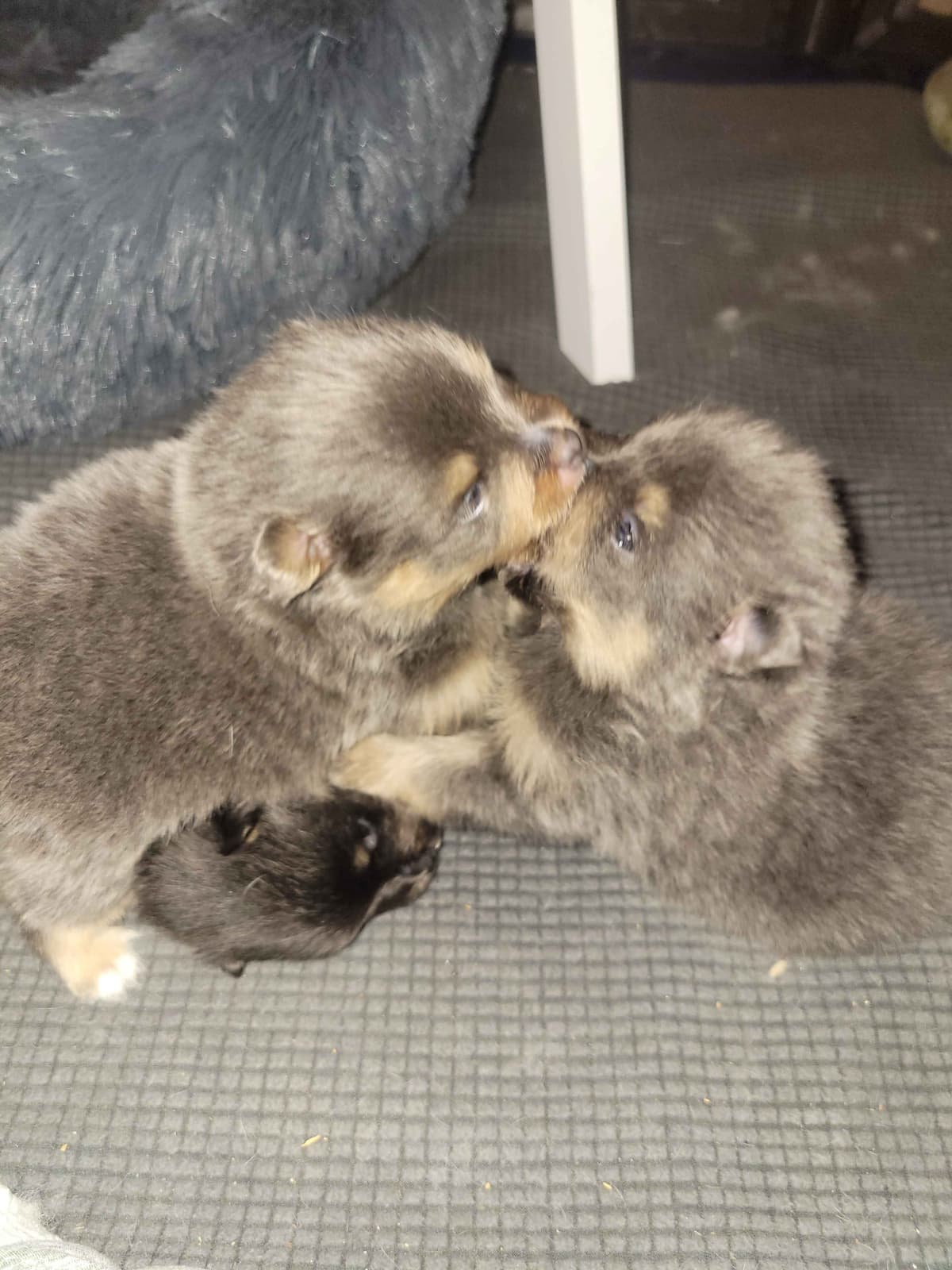 Pomeranian Puppies breeder image 3