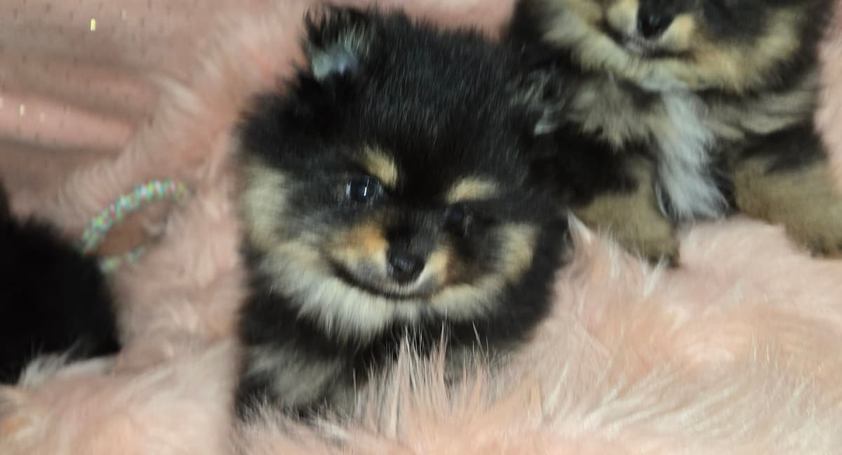 Pomeranian Puppies breeder image 4