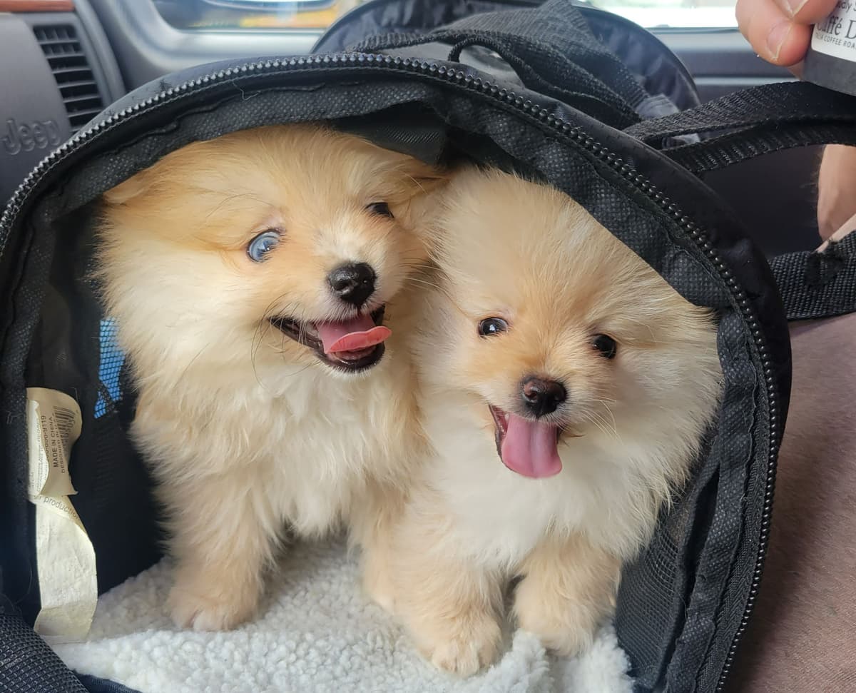 Pomeranian Puppies breeder image 6