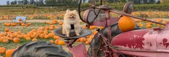 Pomeranian Puppies breeder image 7