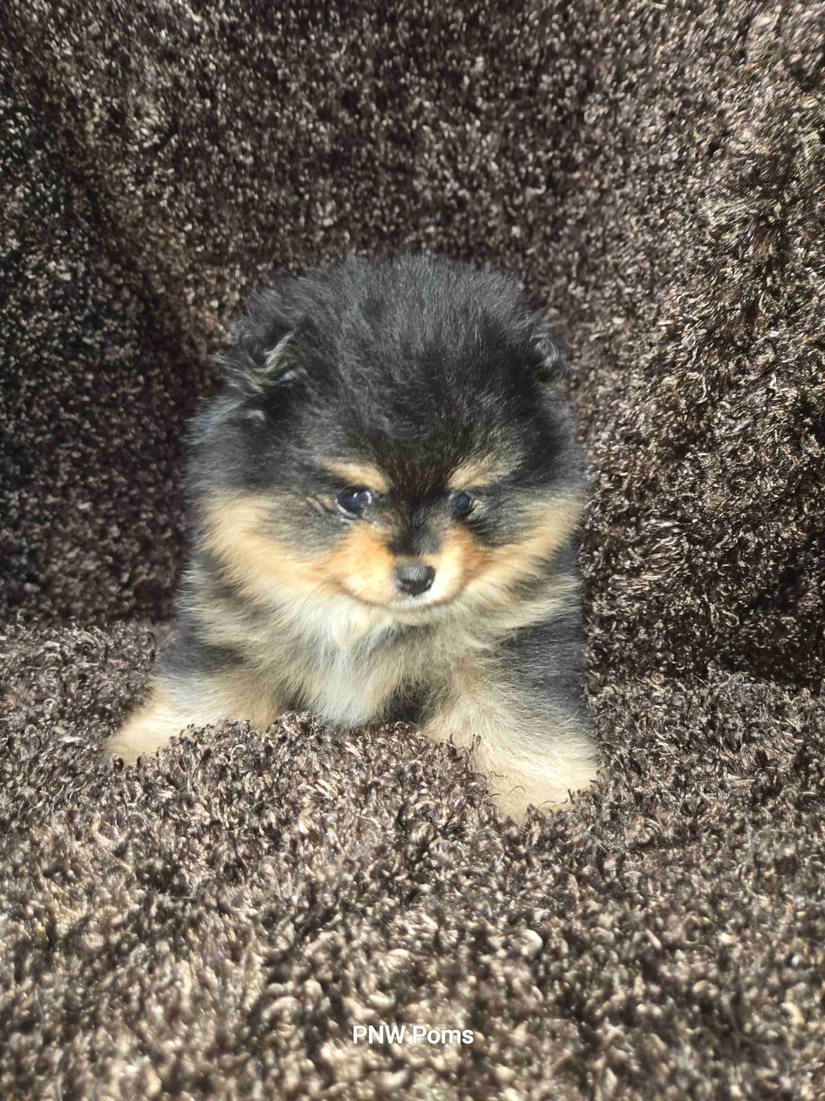 Pomeranian Puppies breeder image 8