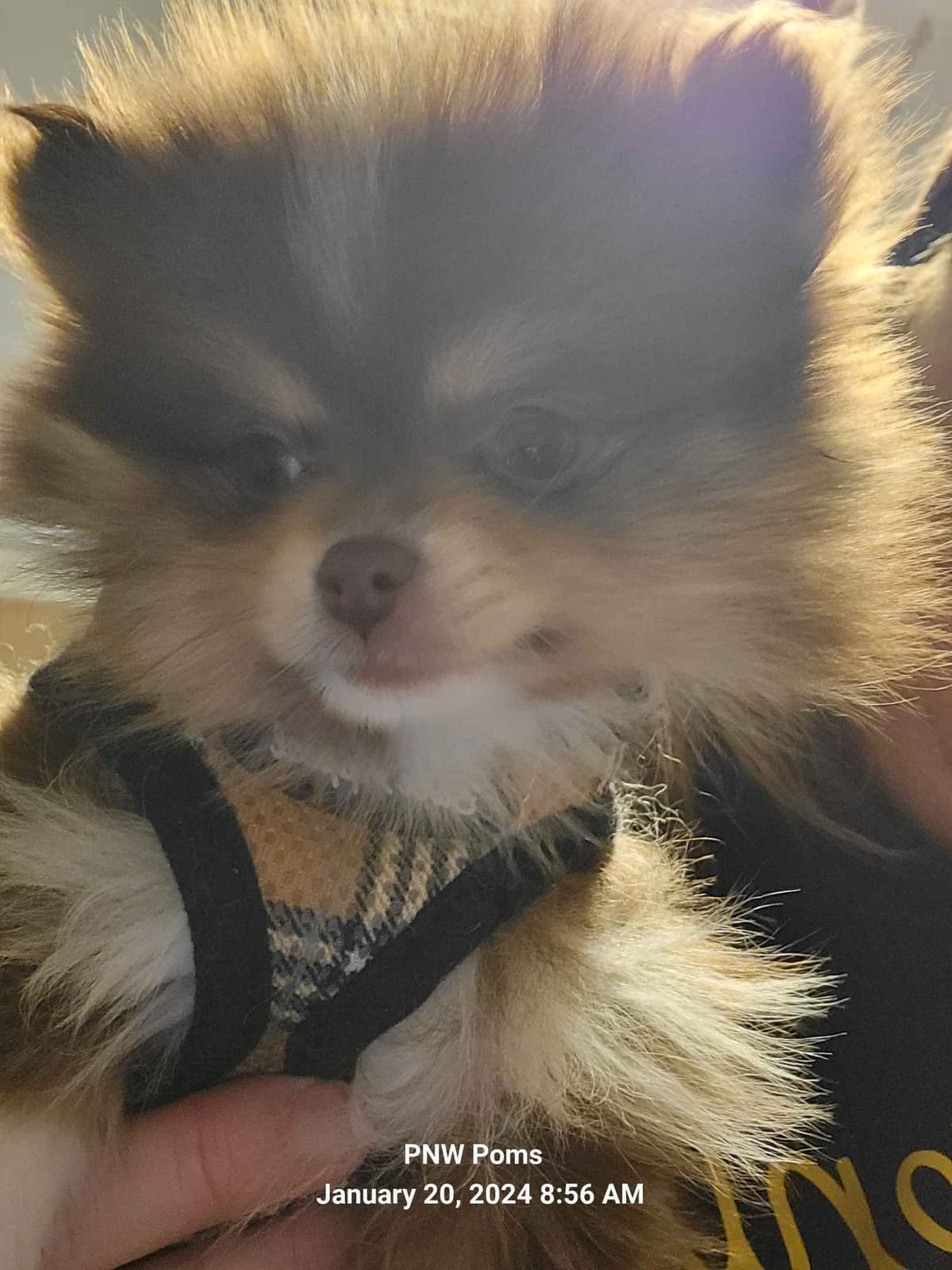 Pomeranian Puppies breeder image 10
