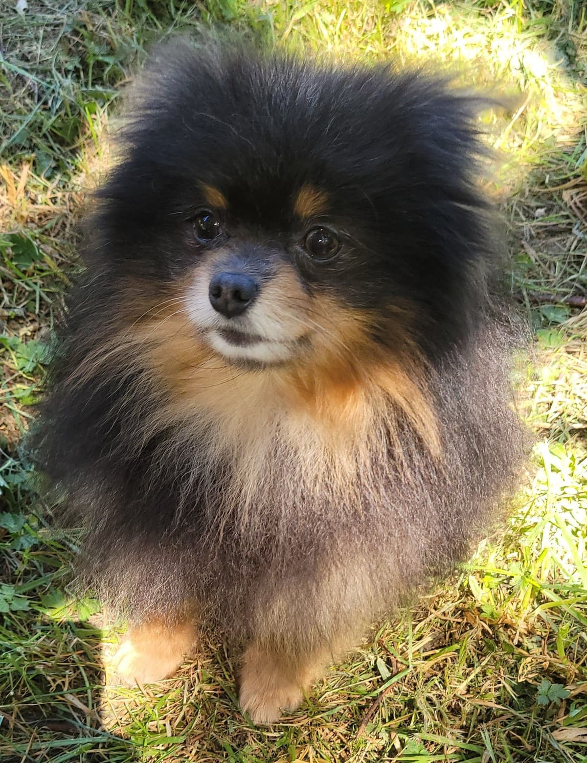 Pomeranian Puppies breeder image 11