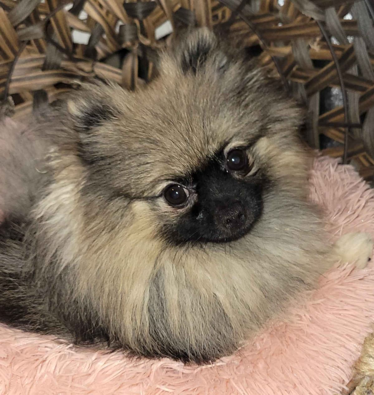 Pomeranian Puppies breeder image 12