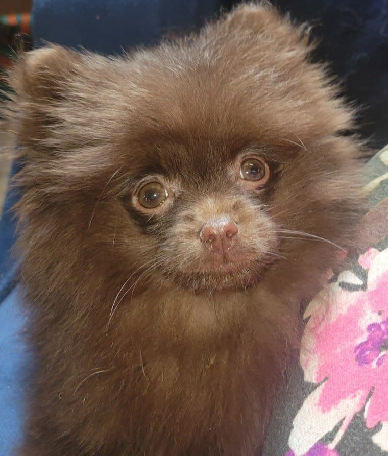 Pomeranian Puppies breeder image 13