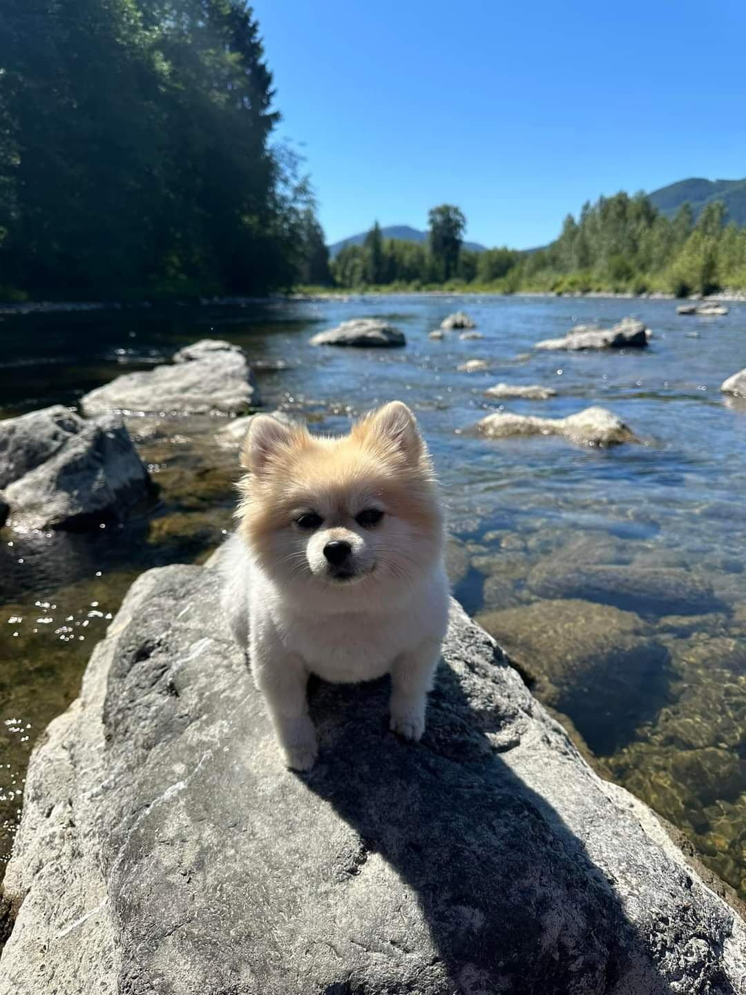 Pomeranian Puppies breeder image 14