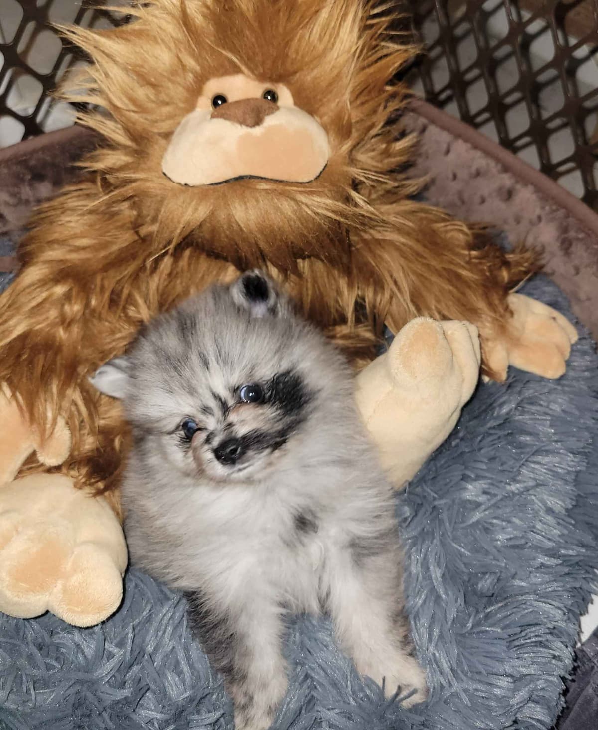 Pomeranian Puppies breeder image 16