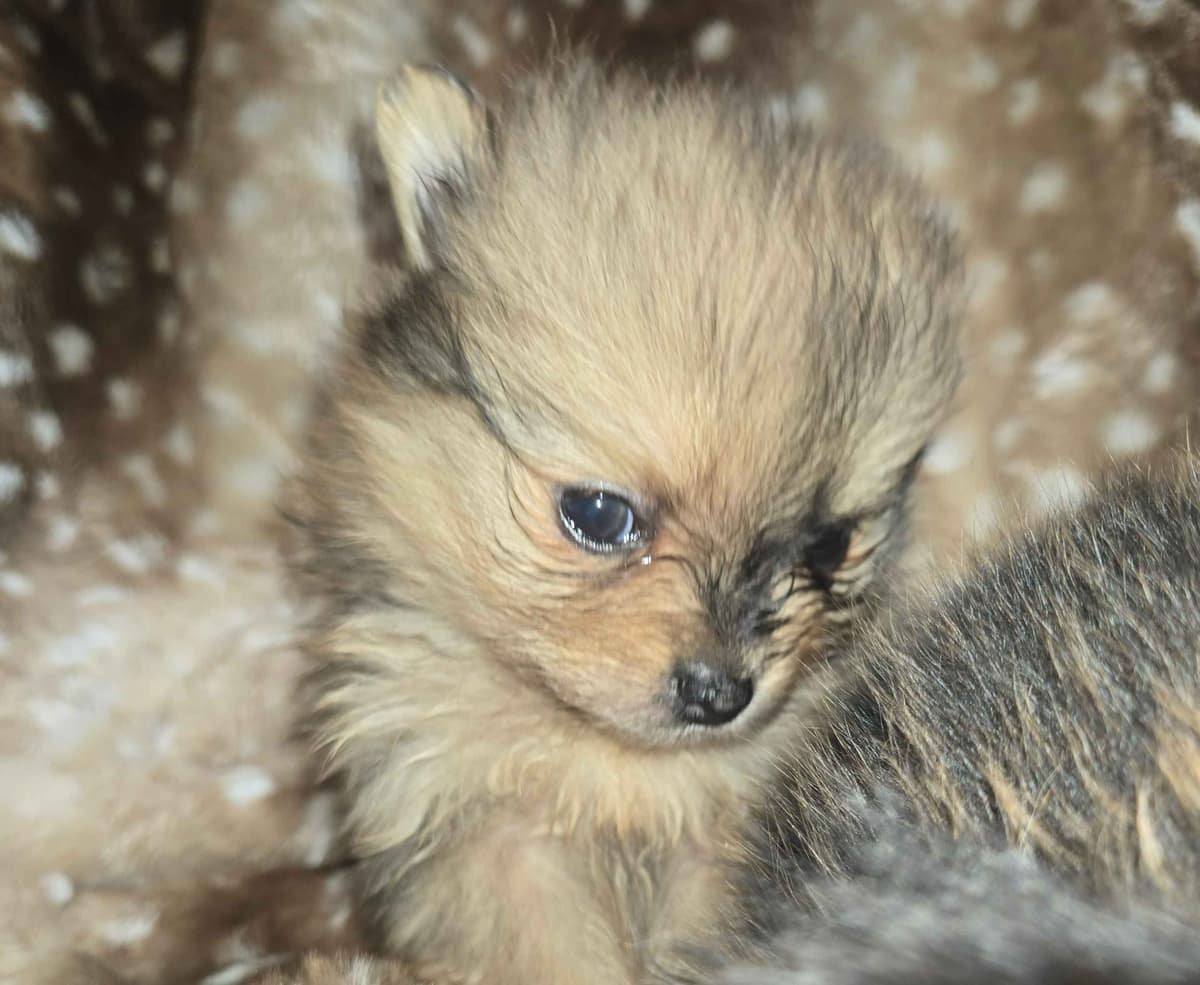 Pomeranian Puppies breeder image 17