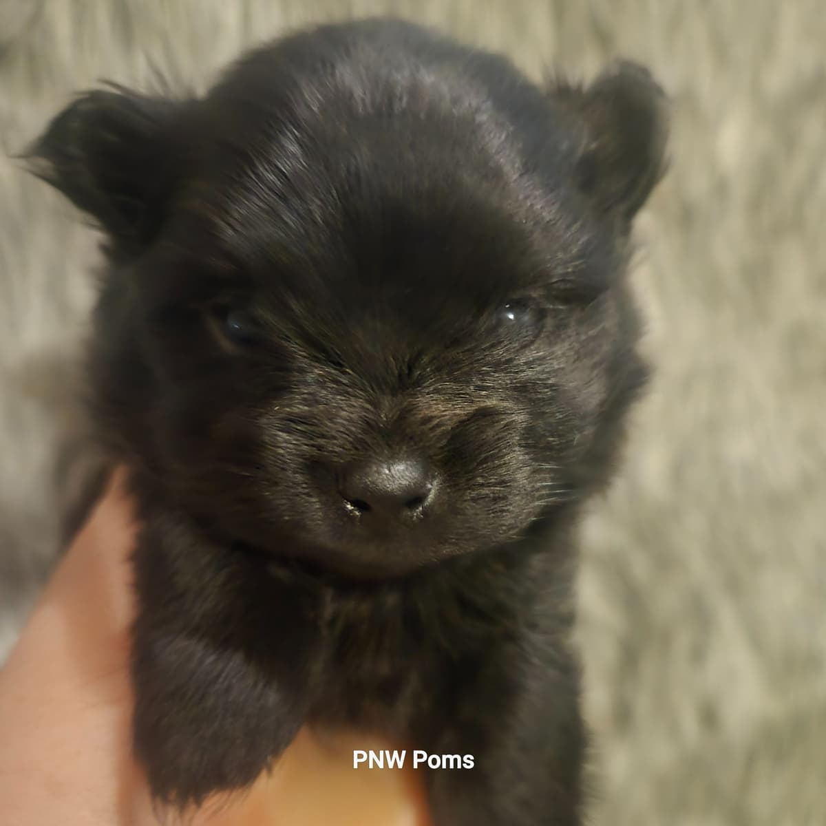 Pomeranian Puppies breeder image 18