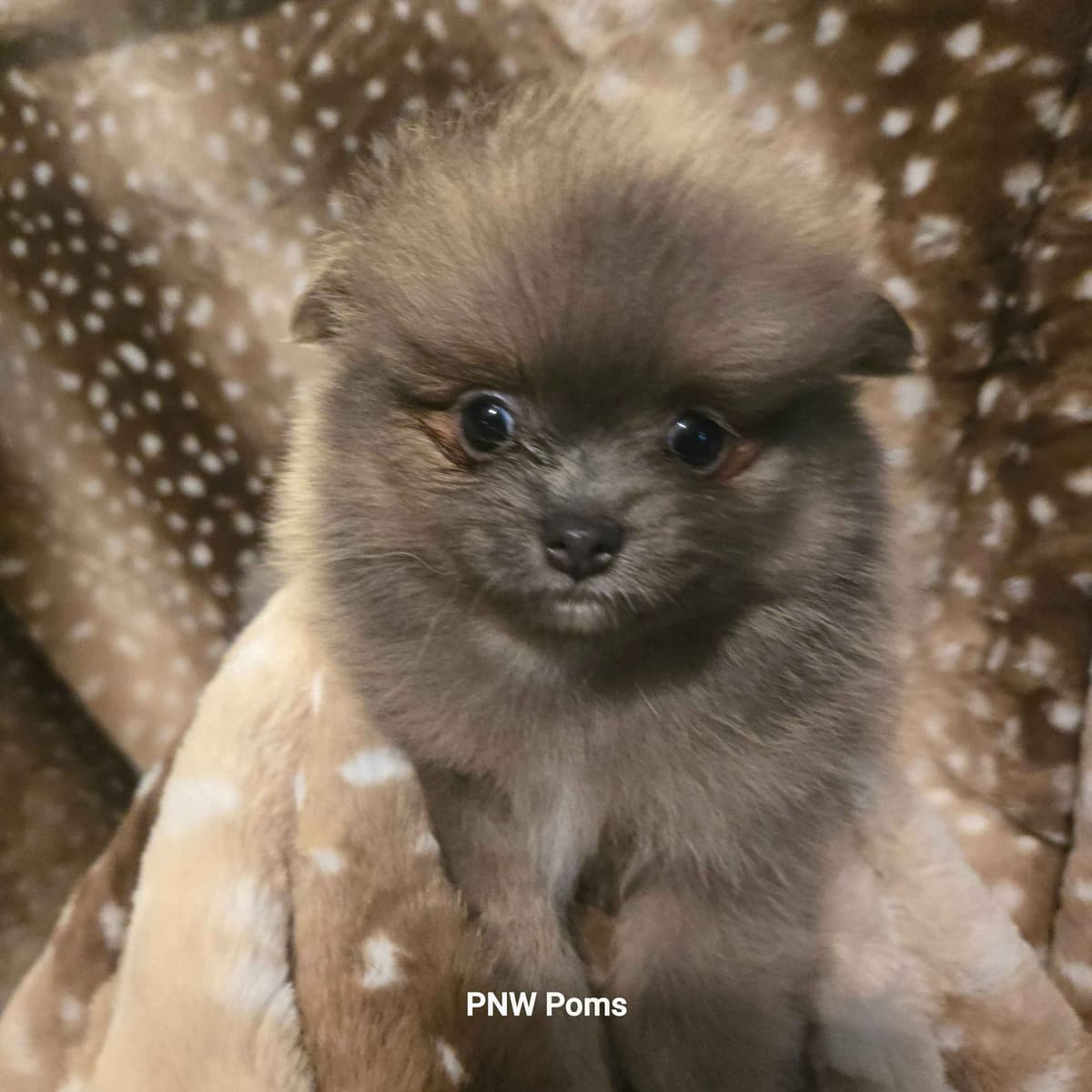 Pomeranian Puppies breeder image 19