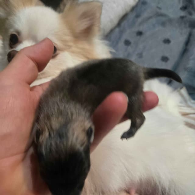 Pomeranian Puppies media 2