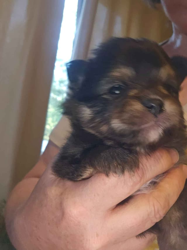 Pomeranian Puppies media 3