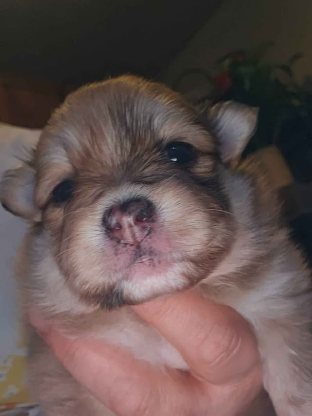 Pomeranian Puppies media 4