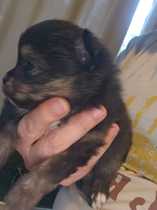 Pomeranian Puppies media 5