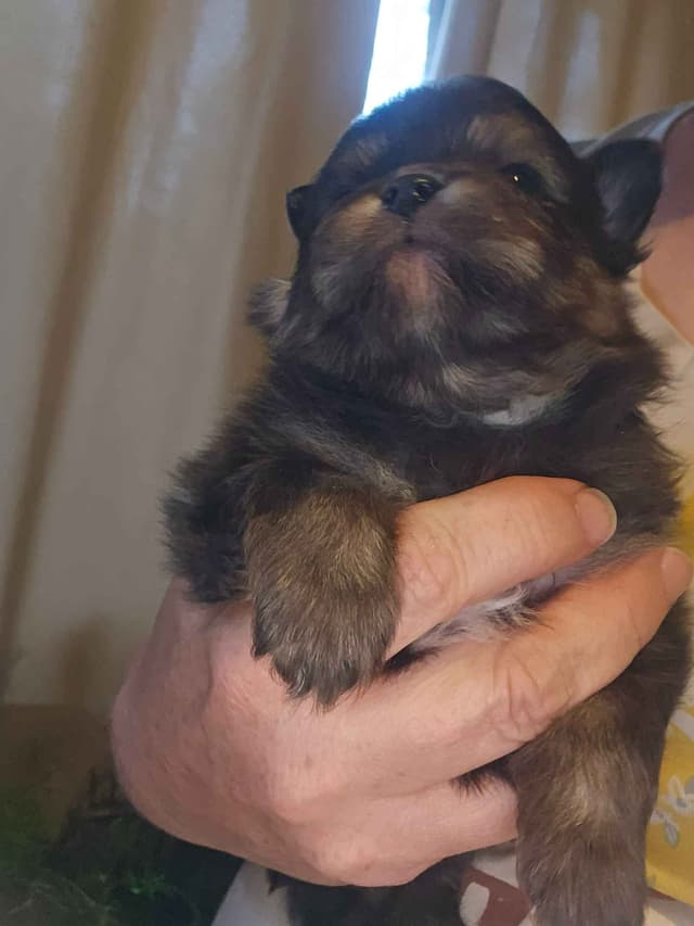 Pomeranian Puppies media 6