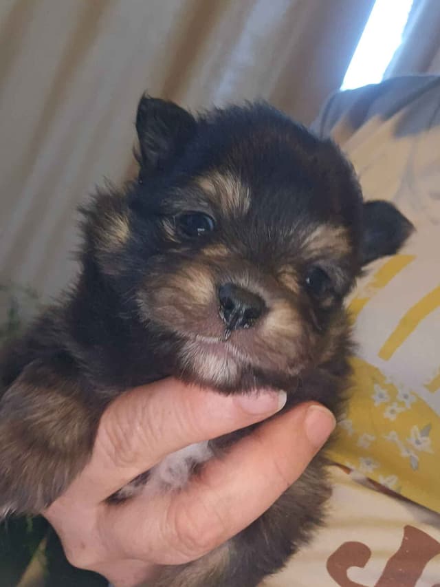 Pomeranian Puppies media 7