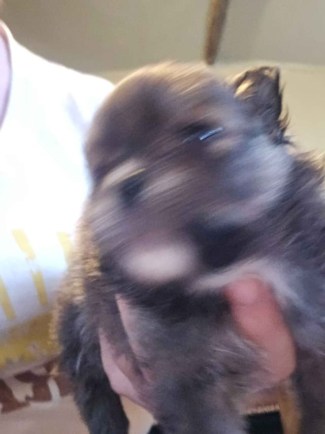 Pomeranian Puppies media 9