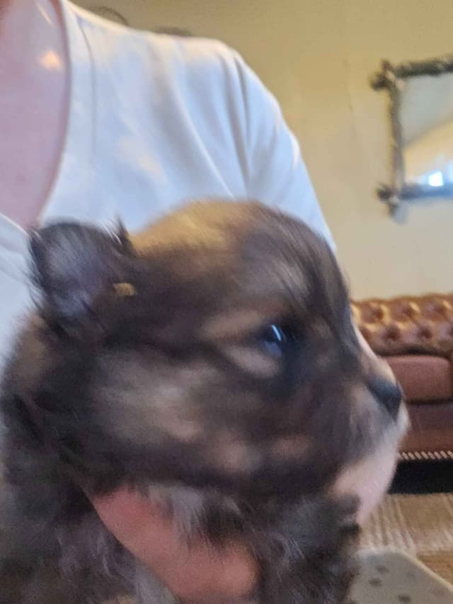 Pomeranian Puppies media 12