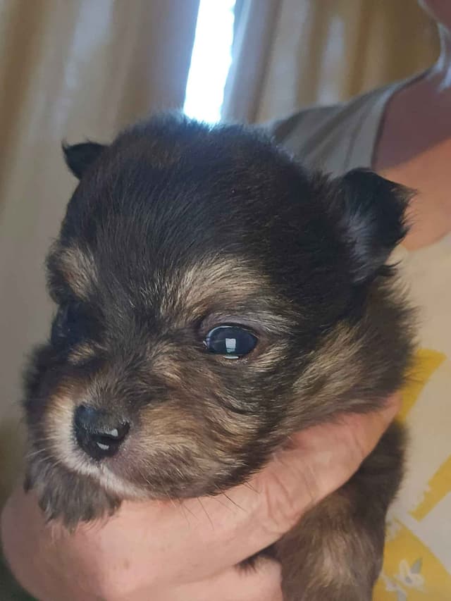 Pomeranian Puppies media 11