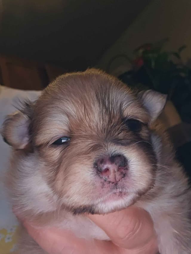 Pomeranian Puppies media 13