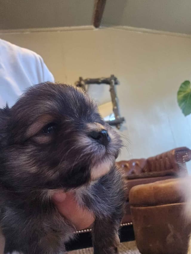 Pomeranian Puppies media 15